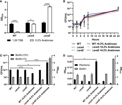 L-Arabinose Transport and Metabolism in Salmonella Influences Biofilm Formation